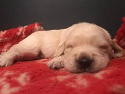 The ens program involves five different exercises done with each puppy once a day. Golden Retriever Pups Raised Using Puppy Culture Home Facebook