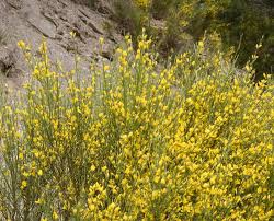 Image result for Genista