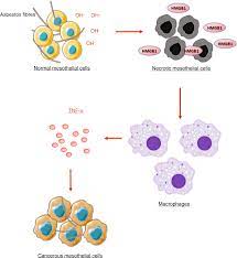 Sarcomatoid is the rarest of the 3 types and tends to be more aggressive than epitheloid cells. Metabolic Rewiring And Redox Alterations In Malignant Pleural Mesothelioma British Journal Of Cancer