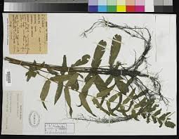 Image result for Landolphia landolphioides