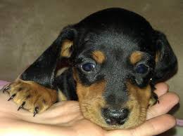 All puppies come with their vaccines up to ready april seventh, ukc and ckc registered, first shots, and wormed, already eatng dry dog food, sale or will trade for male pug, these are miniature… Mini Dachshund Puppies For Sale Sport Bikes