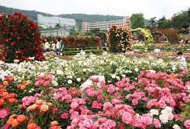 Salah satu tempat favorit pengambilan gambar drama adalah taman di korea selatan. 4 Taman Bunga Di Korea Ini Wajib Dikunjungi Saat Musim Panas