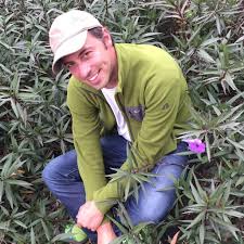 Image result for Syncolostemon elliottii