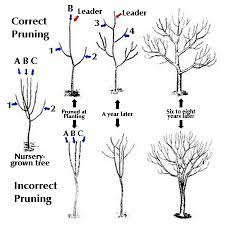How to prune a fruit tree? Pruning Young Fruit Trees