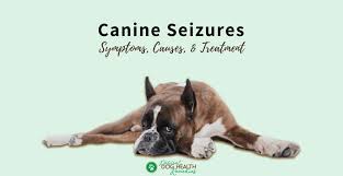 Check spelling or type a new query. Canine Seizures Types Causes Triggers Treatment