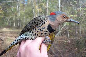 Birds Of North Alabama Photos Colaptes Auratus Auratus1 Woodpecker Woodpecker State Birds Birds