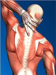 There are around 650 skeletal muscles within the typical human body. Download Hd Diagram Of Muscles In Upper Back Muscle Transparent Png Image Nicepng Com