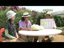 ハクサイ苗の植え付けと害虫対策 youtube ハクサイ 害虫 対策