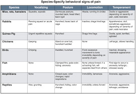 Pain Management In Exotic Species Vetbloom Blog