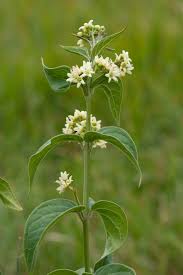 Image result for Vincetoxicum stenolobum