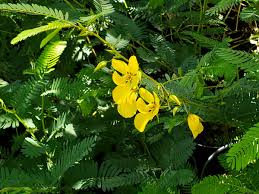 Image result for Chamaecrista grantii