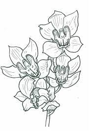 Illustration Of A Cymbidium Orchid Flower Drawing Flower Drawing Orchid Drawing Orchid Illustration