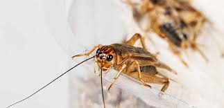 It's probably bad for the bat, since it is in fear of its life, sometimes rightfully. Cricket Control Cricket Extermination Croppmetcalfe