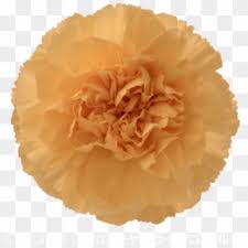 Colibri Flowers Carnation Caroline Gold Grower Of Carnation Hd Png Download 592x615 2818574 Pngfind Try to search more transparent images related to carnation png | , page 2. pngfind