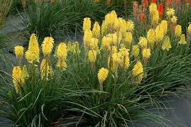 Image result for Kniphofia princeae