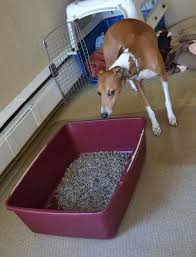 To do so, you'll need to get the right equipment, to familiarize confine your dog when you can't watch him. How To Train Your Dog To Use A Litter Box How To Train Your Dogs Training Your Dog Litter Box