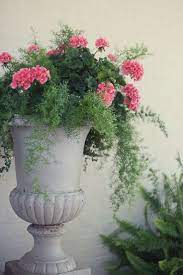 Tucker Front Porch Pink Geranium Surrounded By Asparagus Fern Container Flowers Flower Pots Asparagus Fern