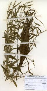 Image result for Isachne kiyalaensis