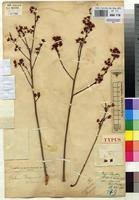 Image result for Brackenridgea