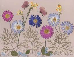 Pressed Asters Pressed Flower Art Flower Art Flower Drawing