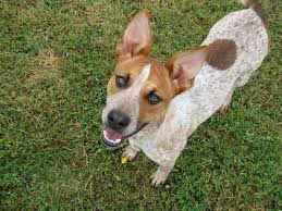 Queensland Heeler Red Heeler Chihuahua Mix Heeler