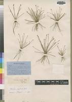 Image result for Eleocharis complanata