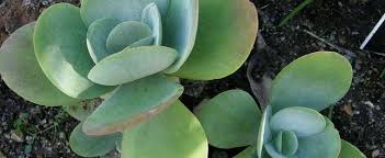 With 19g of protein and 37g of quality carbohydrates, protein flapjack+ really does deliver the next. Kalanchoe Species Desert Cabbage Ice Sculpture Kalanchoe Flapjack Plant Paddle Plant Kalanchoe Thyrsiflora