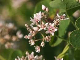 Image result for Cynanchum orangeanum