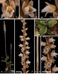 Image result for Zeuxine elongata