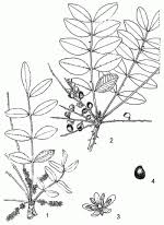 Image result for Zanthoxylum chalybeum