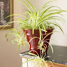 23 Of The Easiest Houseplants You Can Grow Common House Plants Plants Low Light Plants