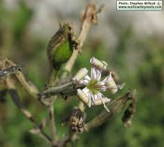 Image result for Silene kiwuensis