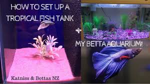 All bettas are tropical fish found in the warm and hot waters at lower altitudes in southeast asia. How To Set Up A Tropical Fish Tank My Betta Aquarium Katniss And Bettas Nz Youtube
