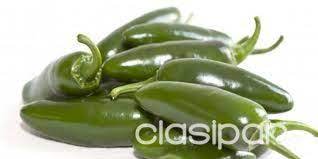 Las vainas presentan una piel lisa y brillante con punta roma y ligeramente afilada y miden aproximadamente 4 a 10 cm de longitud. Vendo Plantines De Jalapenos Mexicano 992711 Clasipar Com En Paraguay