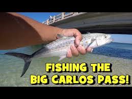 Fishing The Clear Waters Of The Big Carlos Pass Lots Of