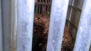 Sato loka mengambil konsep farm house dan taman edukasi satwa. Tstj Solo Siapkan Kandang Buat Macan Tutul Gunung Lawu Times Indonesia