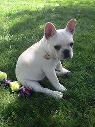 Knowing to train a blue french bulldog is not an easy mission, particularly when you don't have any past knowledge about how puppies behave and how they actually think. French Bulldog Love Twincitieschick