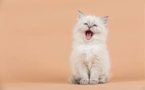 We did not find results for: Bought By Many Offers Vet Video Consults To Pet Owners Claims Media