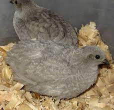 How To Pair Up Male And Female Button Quail Button Quail Quail Chicken Nesting Boxes