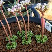 Image result for Crassula morrumbalensis