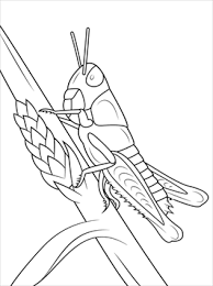 This collection includes mandalas, florals, and more. Kids N Fun Com 21 Coloring Pages Of Grasshoppers