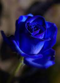 Most beautiful flowers exotic flowers pretty flowers beautiful gardens tropical flowers colorful roses purple flowers trees to plant planting flowers. My Blue Rose Beautiful Roses Beautiful Rose Flowers Popular Flowers