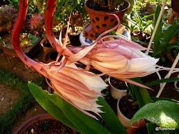 Night blooming cereus propagation in sand by leaf cuttings. This Is The Plant On The Movie Dennis The Menace I Have Started 2 From Leaves Given Me One Has Shot Up A Stalk Night Blooming Flowers Plants Desert Plants