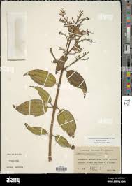 Image result for Dissotis longisepala