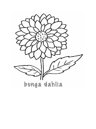 Bunga ini juga mudah ditemukan di manapun. Sketsa Bunga Dahlia