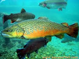 Vous avez décidé de sauter le pas et d'installer chez vous un aquarium d'eau douce ? Le Poisson D Eau Douce Qu Est Ce Que C Est