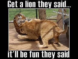 Big Cats Do Not Make Good Pets Www Noahs Ark Org Noahsark Lol Meme Animal Funny Humor Lion Noahs Ark Animals Funny Animal Quotes Animal Sanctuary