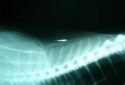 Instead it will identify which registry should be contacted when a lost pet is scanned and a microchip number is identified. Microchip Implant Animal Wikipedia