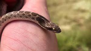 05.04.2020 · baby garden snakes photos. Snakes Of Colorado Museum Of Natural History University Of Colorado Boulder