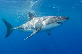 Pin By Vincent Maddiex On Ocean Life Shark Ocean Life Marine Life